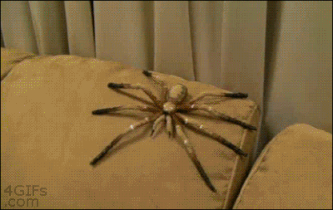 fake-spider-drops-man.gif