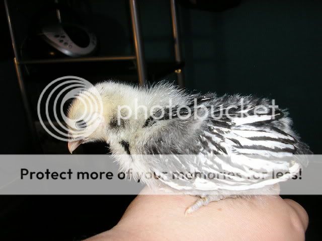 Brooder022.jpg