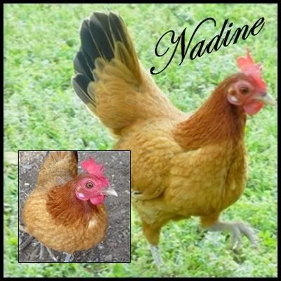 Nadine-1.jpg