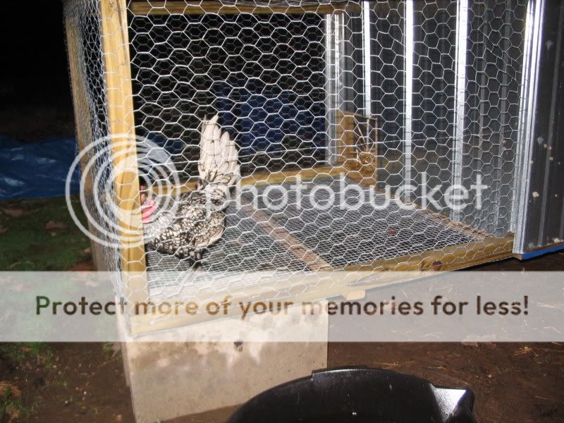 Chicks028.jpg