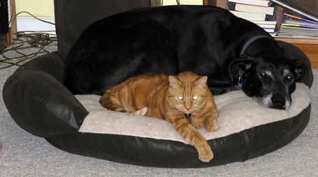 DogBed.jpg