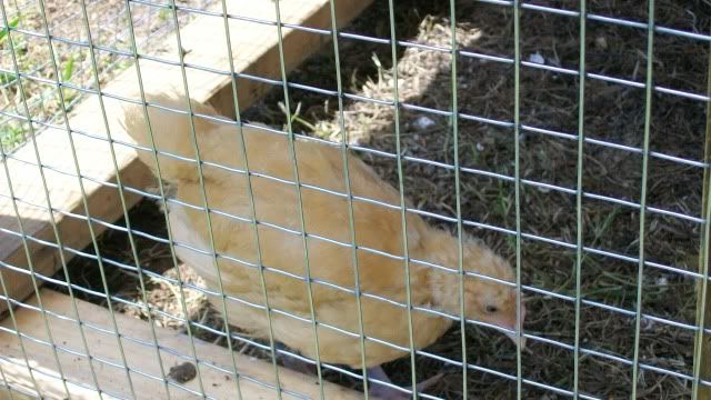 nugget009.jpg