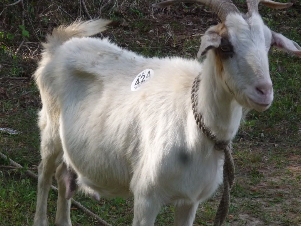 goat002.jpg