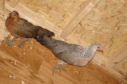 phoenix-hens.jpg