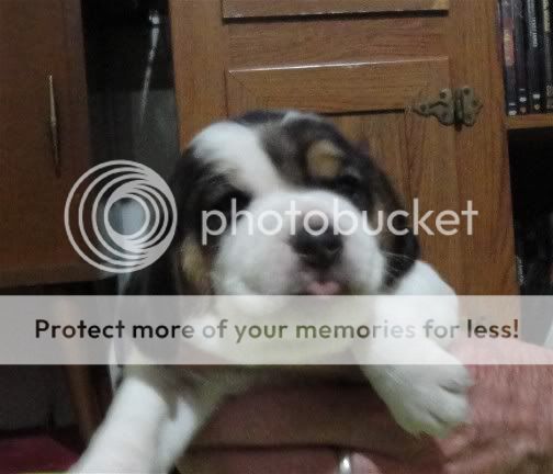 puppy1Rosiegirltoungout.jpg