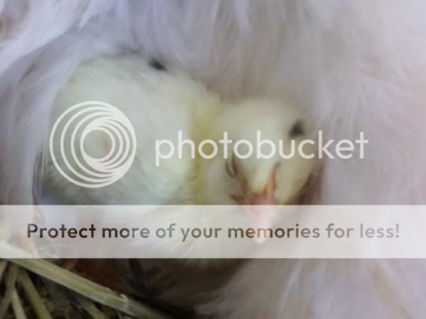babychicken.jpg