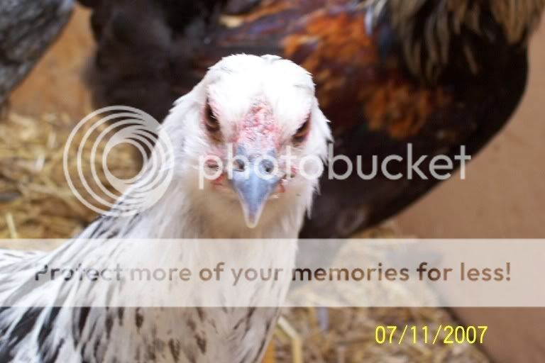 uhohchickie.jpg