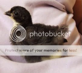 Chicks2weeks017.jpg