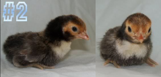 Baby2.jpg