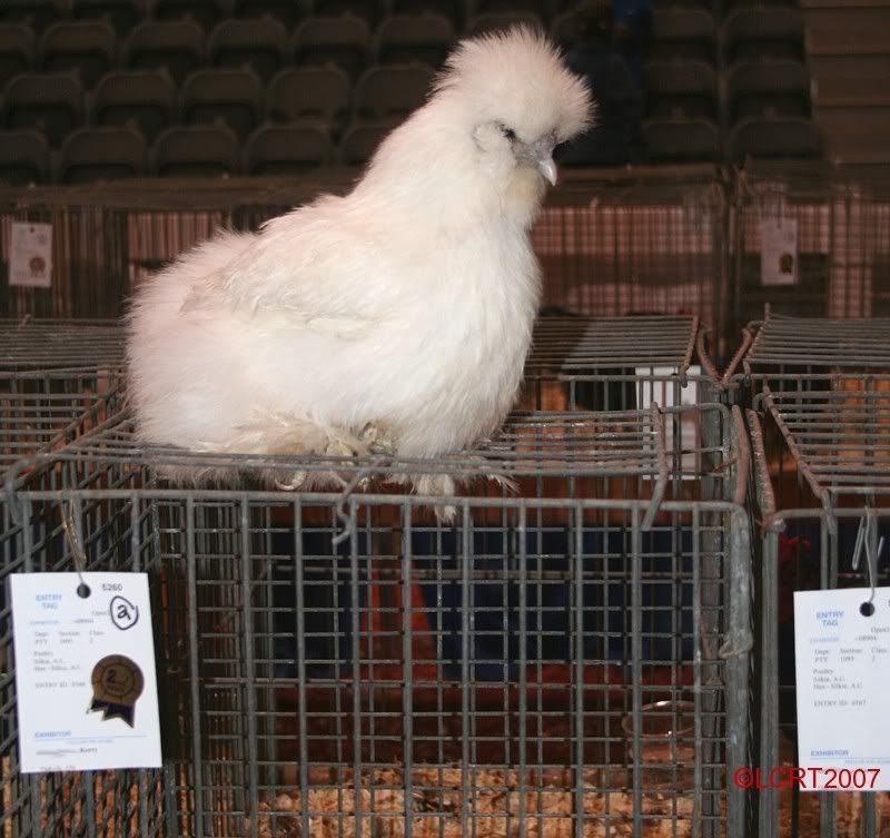 IMG_6155_RAWF_LCRT2007.jpg