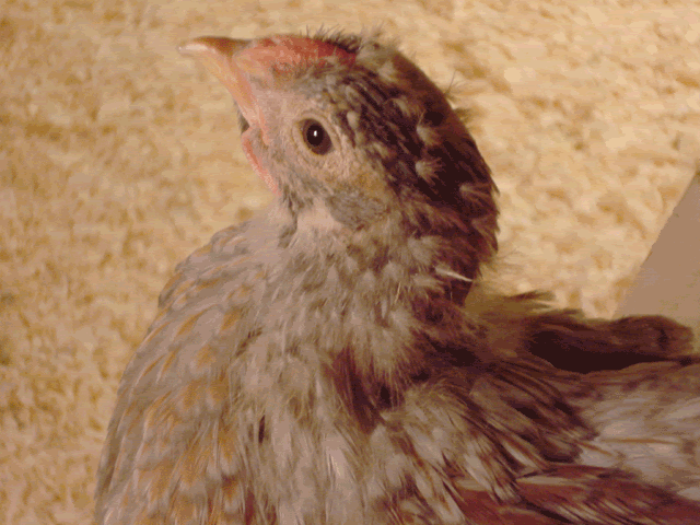 roo2.gif