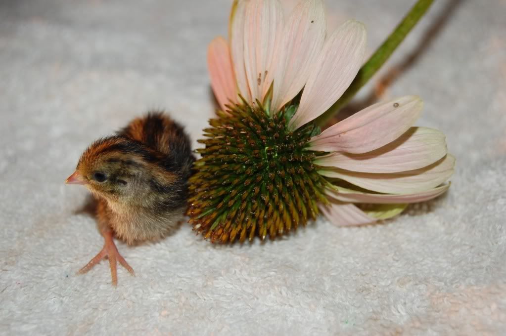 ButtonChicks4.jpg