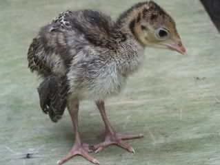 lilturkey.jpg