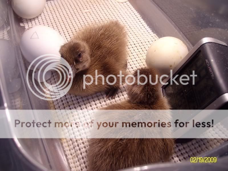 Duckies011.jpg