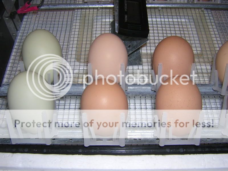 AnderbergsEggsandchickens014.jpg