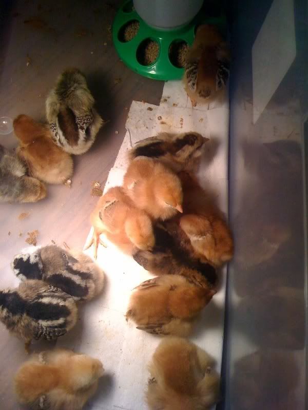 chicks.jpg
