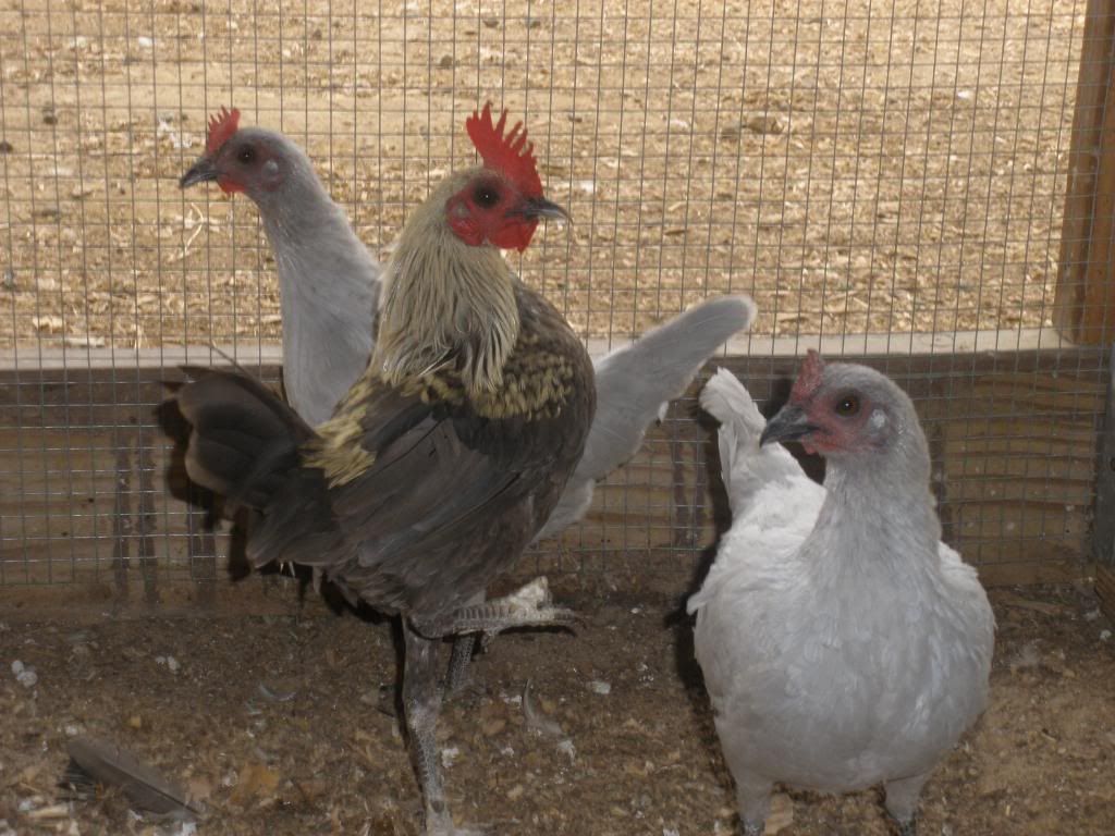 ***breeding fawn modern game rooster to self blue modern game hens