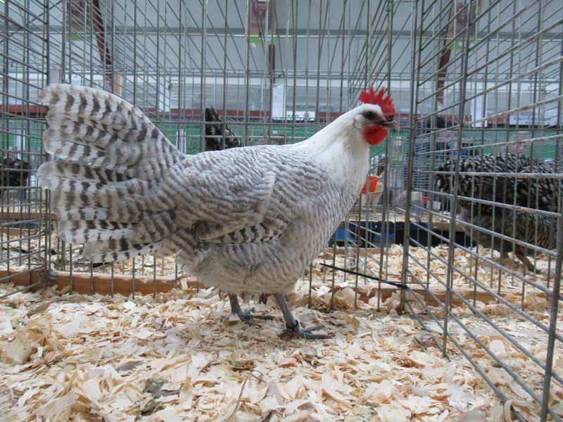 Brakel_Zilverblauwgeband_hen.jpg