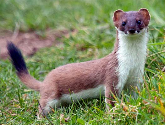 stoat-grass.jpg