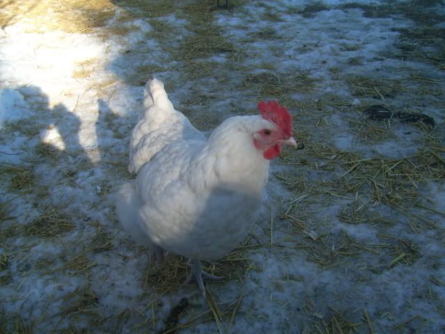 chicks013.jpg