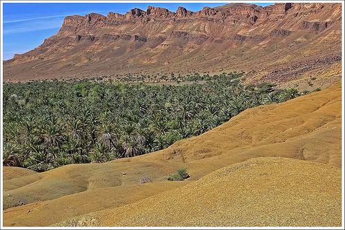 palmforestbasin.jpg