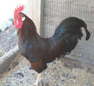 DK-BROWN-LEGHORN-BANTAMS~~element76.jpg
