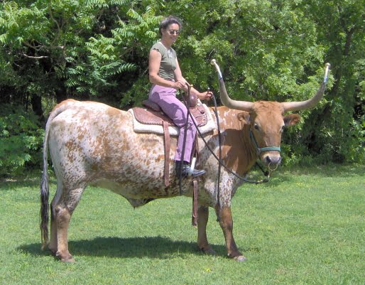 longhorn.jpg