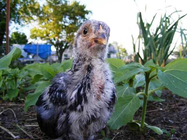 Bantams015.jpg