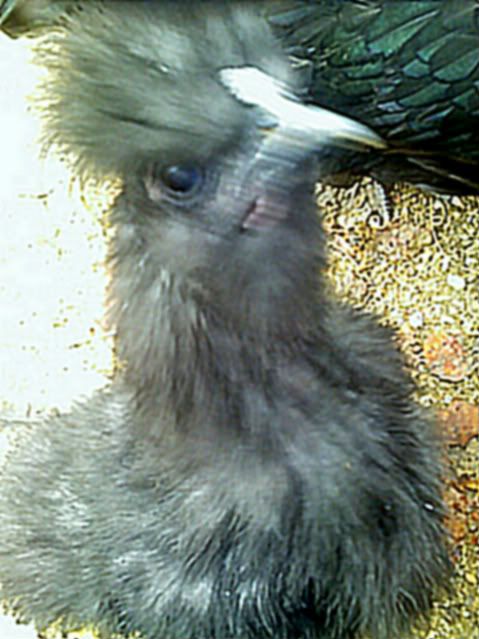 Silkie_102308-2.jpg
