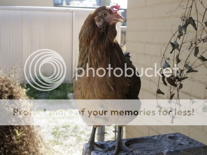 _MG_7591Betty.jpg