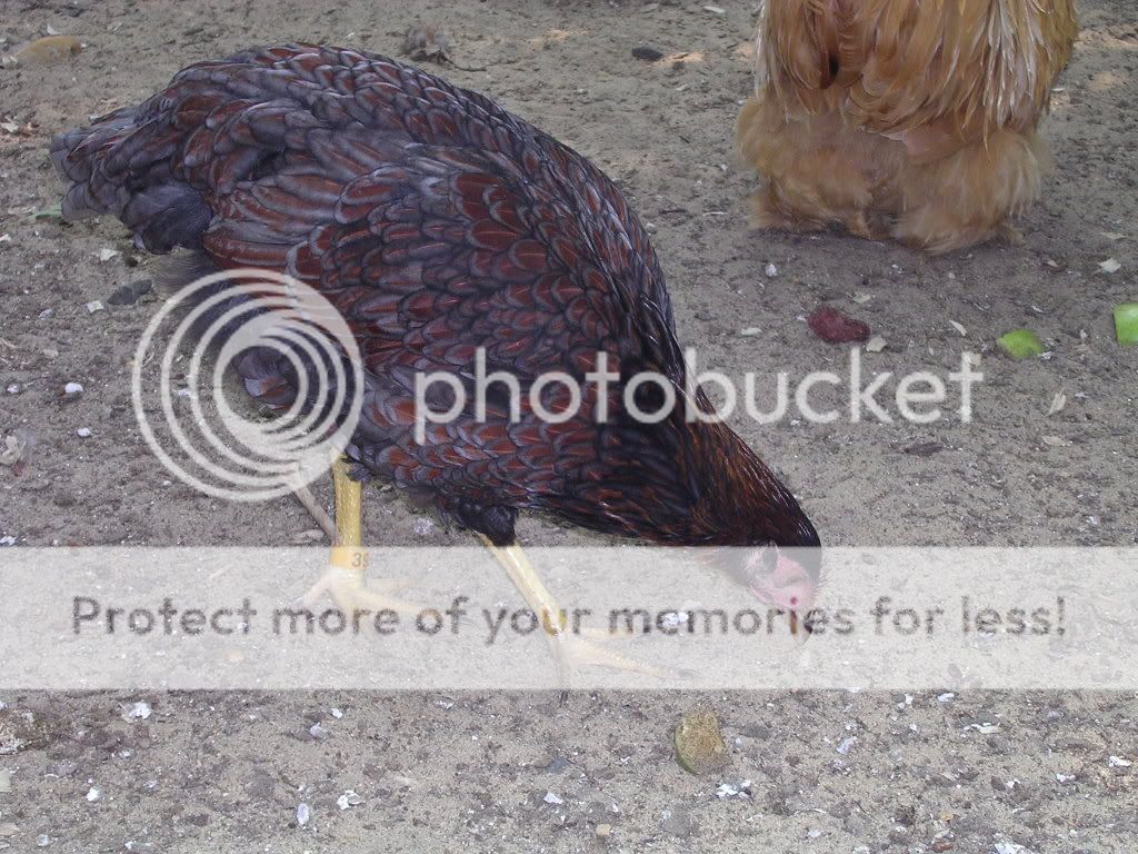 cochins051.jpg