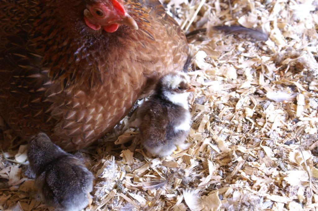 mychickens080.jpg
