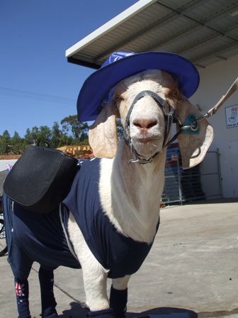 Aussie_goat_3.JPG