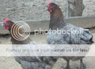 EasterBDChicks125.jpg