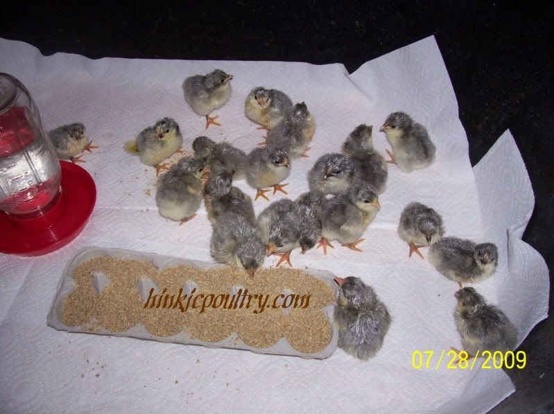 lavmottledorpchicks001.jpg