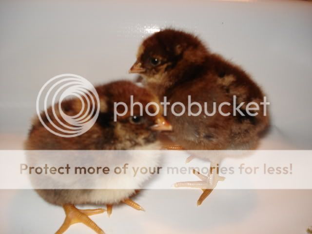 DSC04275.jpg