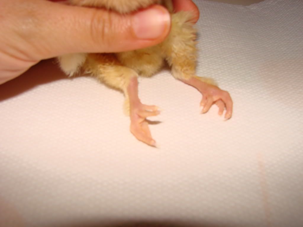 newchicksandhurtleg075.jpg