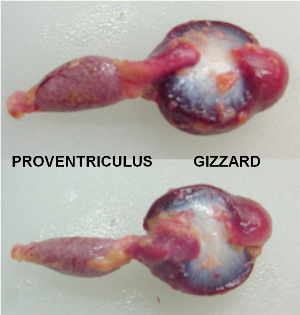 Proventriculus_and_gizzard.png
