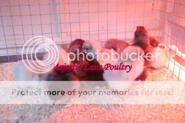 Spring2010Chicks104-1.jpg