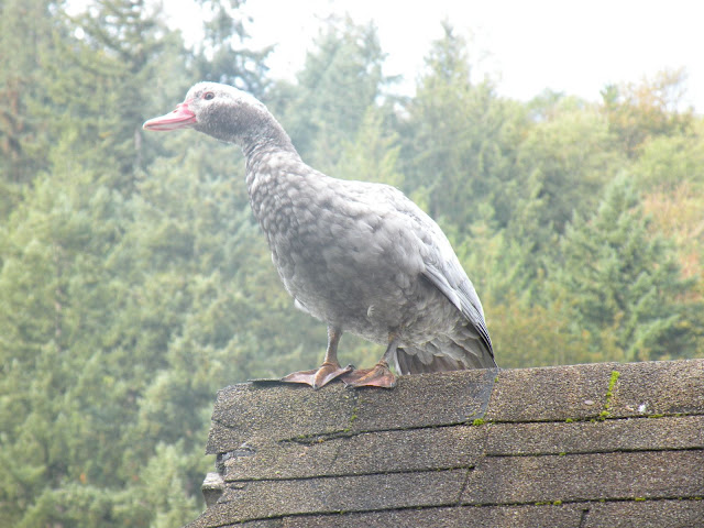 DSCN5158.JPG