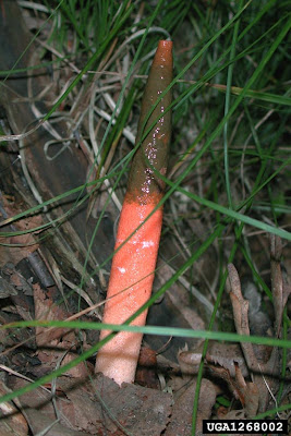 dog+stinkhorn.jpg