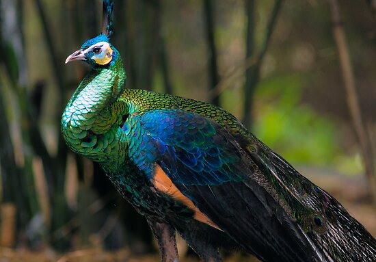 work.5894137.3.flat,550x550,075,f.green-peafowl.jpg