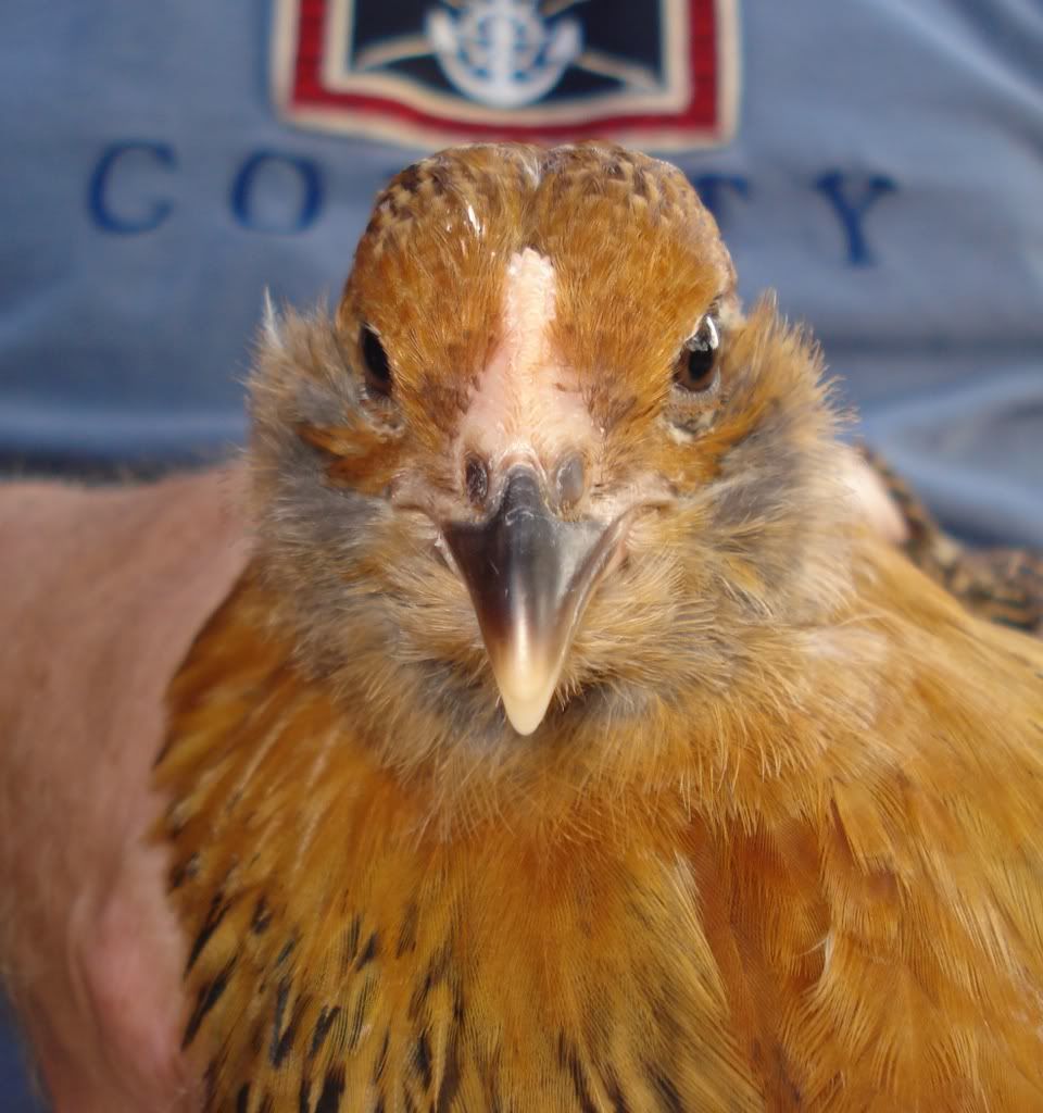 EEchick5a-8wks.jpg