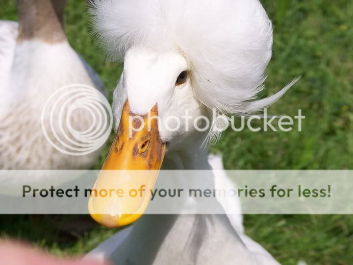 BeBe.jpg
