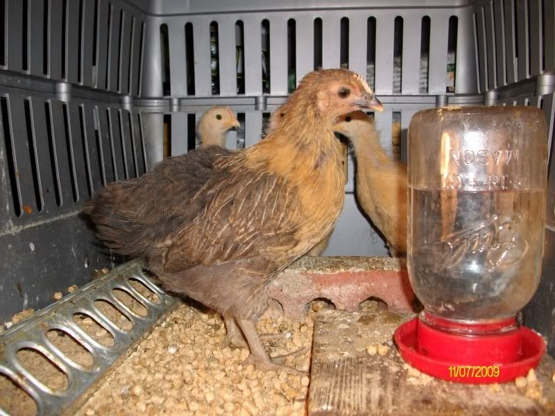 BuffChicks005.jpg