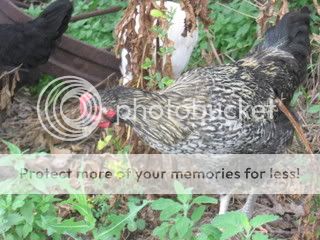 IMG_0813.jpg