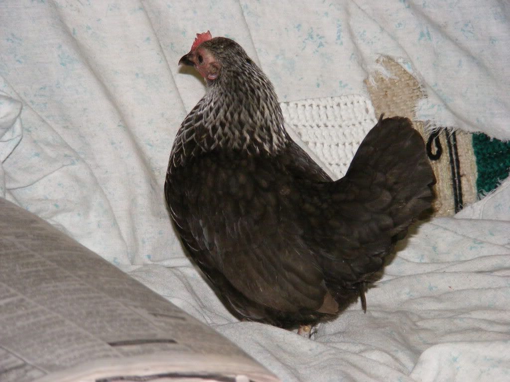 2007_0430housechick.jpg