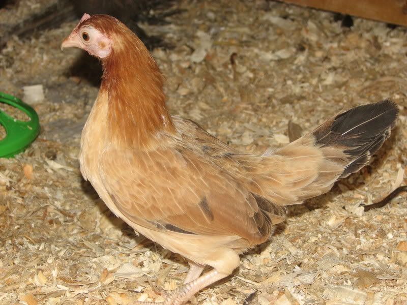chickenstock123.jpg