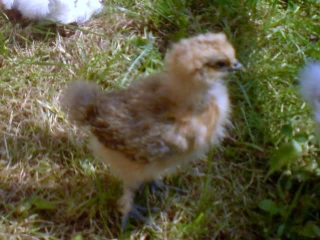 DSC00310.jpg