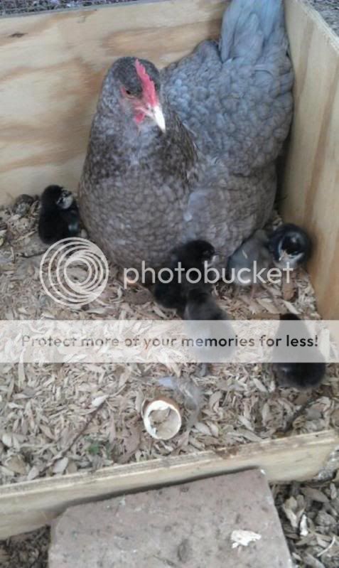 chicks2.jpg